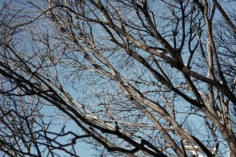 Tree birch bare winter sky various objects of the winter season and lansca... Foto stock