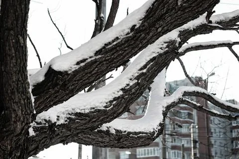 Tree birch bare winter sky various objects of the winter season and lansca... Foto stock