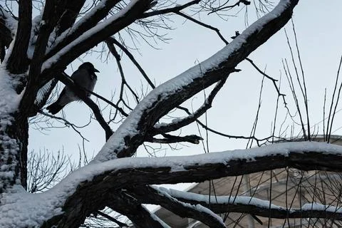 Tree birch bare winter sky various objects of the winter season and lansca... Foto stock