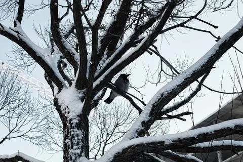 Tree birch bare winter sky various objects of the winter season and lansca... Foto stock