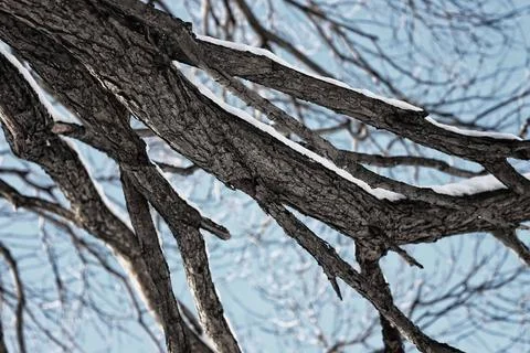 Tree birch bare winter sky various objects of the winter season and lansca... Foto stock