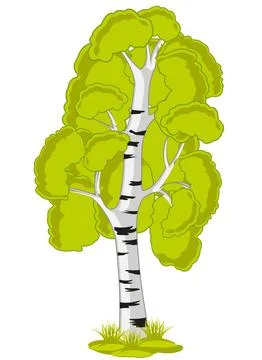 Tree birch on white background is insulated Stock Illustration