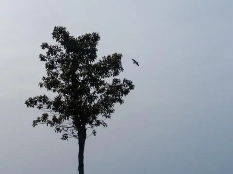 Tree, bird and sky background with copy space for text Stock Photos