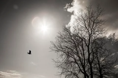 Tree, bird, sun, and cloud Stock Photos