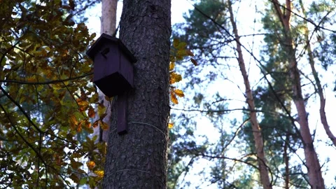 Tree with a birdhouse attached to its sturdy trunk Stock Footage 289728628