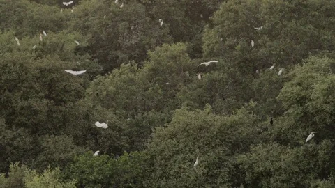 Tree with birds Video stock 76594773