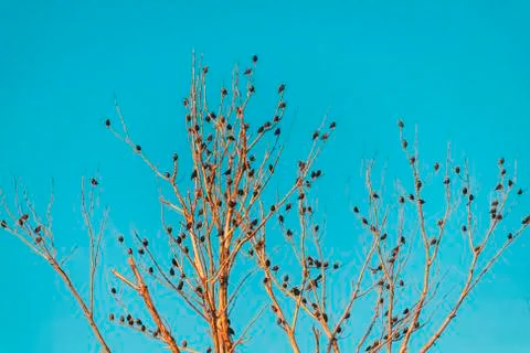 A tree of birds Foto stock