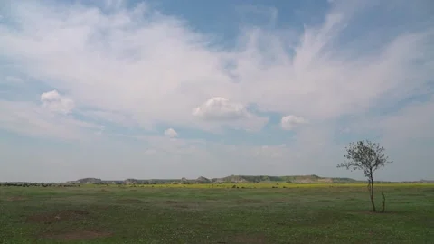 Tree with Bison Herd in Background Grazing National Park Stock Footage 269723883