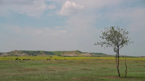 Tree with Bison Herd in Background Grazing National Park Stock Footage 269723989