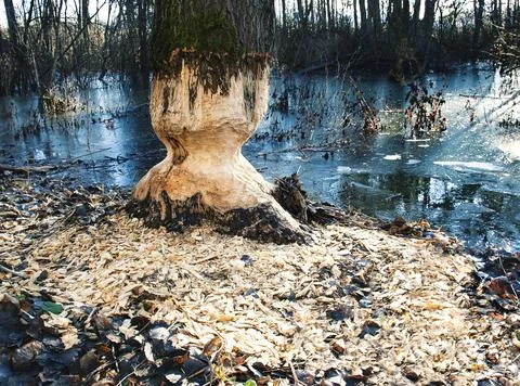 Tree bitten by beaver teeth Stock Photos
