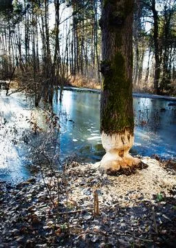 Tree bitten by beaver teeth Stock Photos