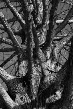 Tree in Black and White Stock Photos