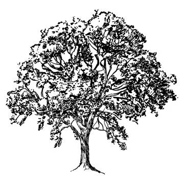 Tree, black and white vector illustration of broad-leaved deciduous tree Stock Illustration