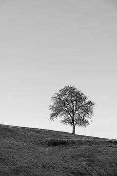 Tree in black and white without leaves on a hill Stock Photos