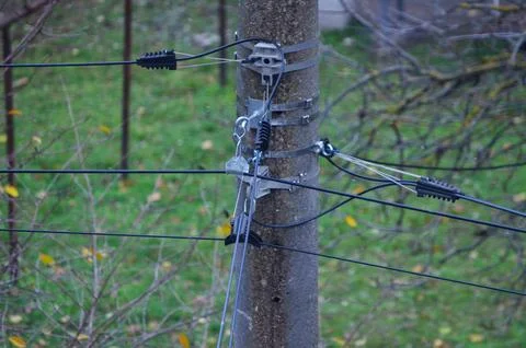 A tree with a black wire wrapped around it.  Stock Photos