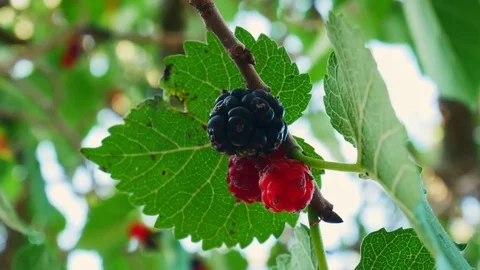 Tree with Blackberries Closeup Stock Footage 83294087