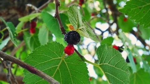 Tree with Blackberries Stock Footage 83294115