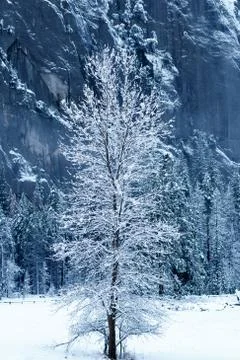 Tree blanketed with snow 스톡 사진