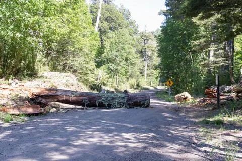 A tree is blocking the country road. Stock Photos