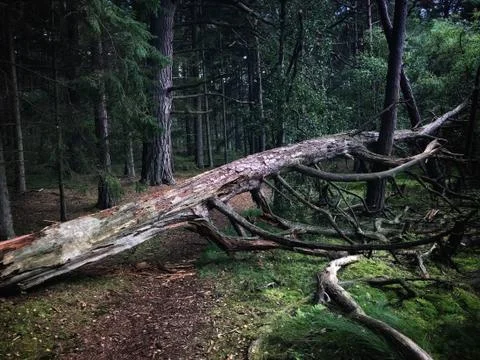 Tree blocking a trail in a Scottish forest Stock Photos