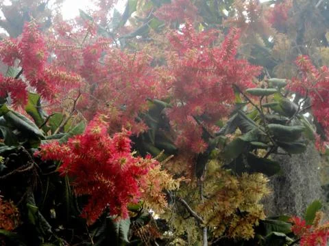 Tree in bloom 1 Stock Photos