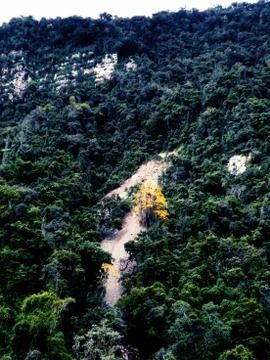 Tree in bloom 2 스톡 사진