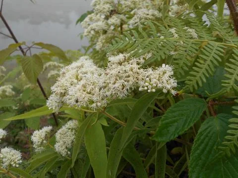 Tree in bloom 5 Stock Photos