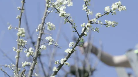 Tree in bloom and person pruning another tree in the background Stock Footage 151264836