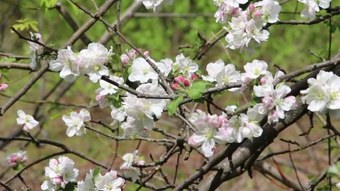 Tree in bloom in early spring Stock Footage 150225121