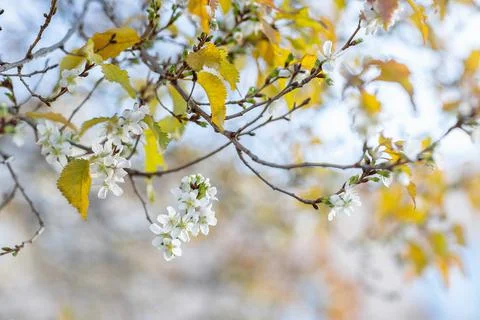 Tree bloom at fall. Cherry blossom brunch closeup Stock Photos