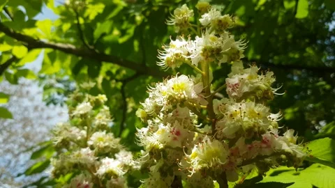 Tree in bloom Stock Footage 154035418