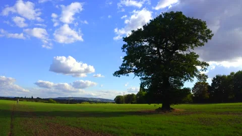 Tree in bloom Stock Footage 219873260