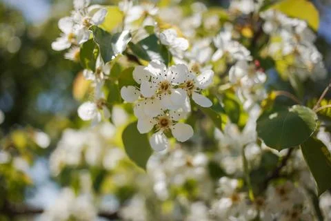 A tree in bloom in the garden Stock Photos