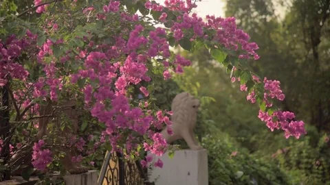 Tree in bloom by the gate Video stock 76594721