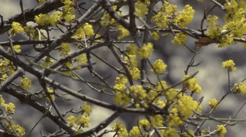 Tree in bloom HD Stock-Footage 24290716