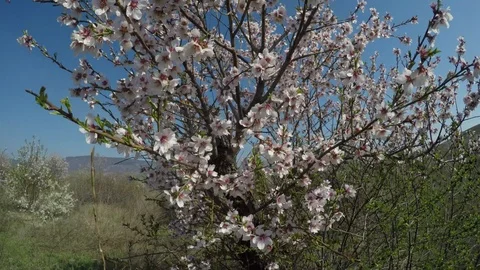 Tree in bloom in the mountains Stock-Footage 91397273