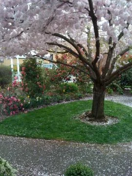 Tree in bloom Stock Photos