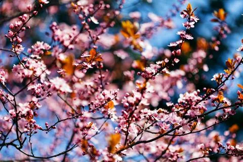 Tree in bloom Stock Photos