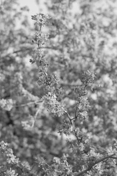 Tree in bloom Foto stock