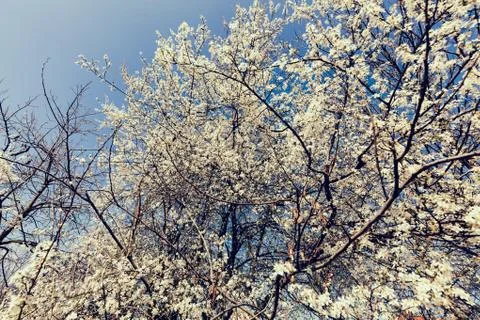 Tree in bloom Stock Photos