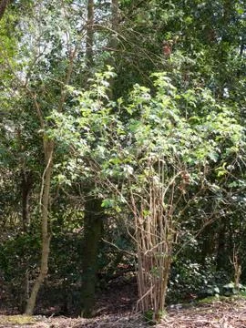 Tree in Bloom Stock Photos