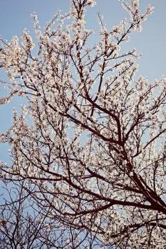 Tree in bloom Gratis Stockfotos