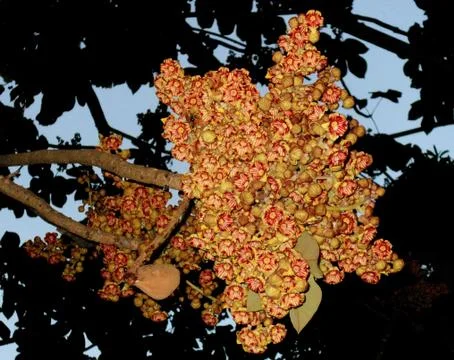 Tree in bloom Stock Photos