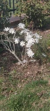 Tree in bloom Stock Photos