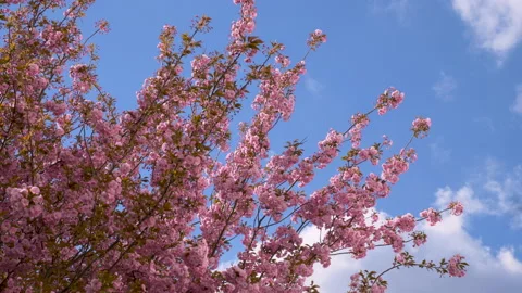Tree in Bloom with Pink Flowers Stock Footage 174268647