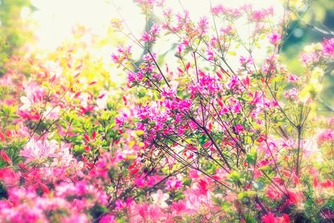 Tree in bloom, spring flowers in the sunshine. Stock Photos
