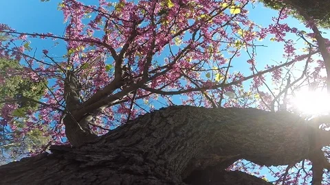 Tree in bloom in spring Stock-Footage 106017444