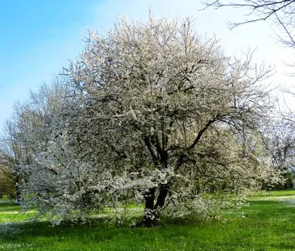Tree in bloom in spring Stock Photos