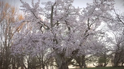 Tree In Bloom At Sunset Stock Footage 239804142
