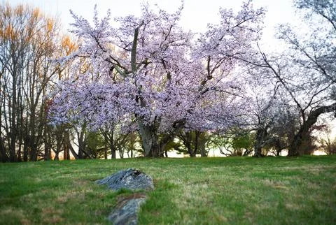 Tree in Bloom at Sunset Stock Photos